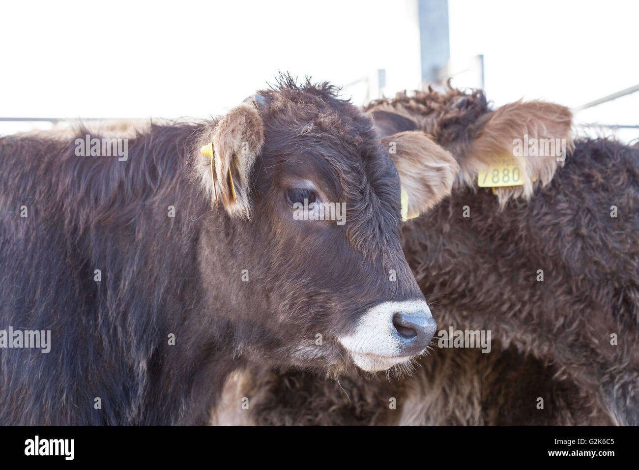 Junge Kuh, Bos Taurus, in den Zaun mit der Herde Stockfoto