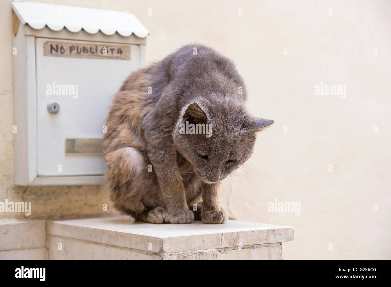Nahaufnahme der graue Katze, die sitzt in der Nähe von Briefkasten mit Worten "keine Publicita" Stockfoto