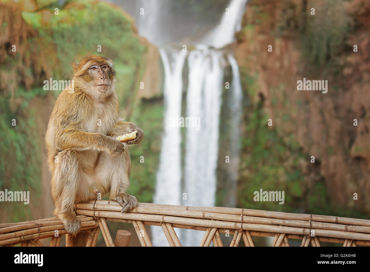 Berber Affen gegen den Wasserfällen von Ouzoud im Hintergrund. Stockfoto