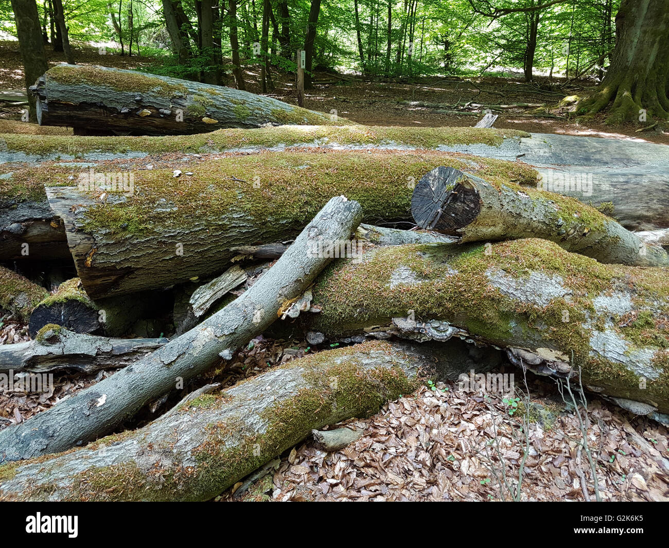 Urwaldrelikt, Sababurg, Reinhardswald Stockfoto