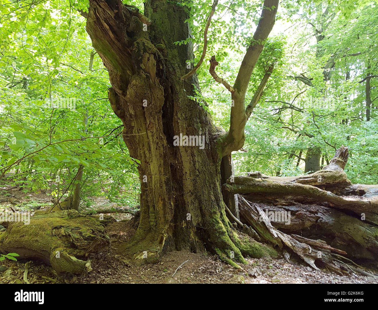 Urwaldrelikt, Sababurg, Reinhardswald Stockfoto