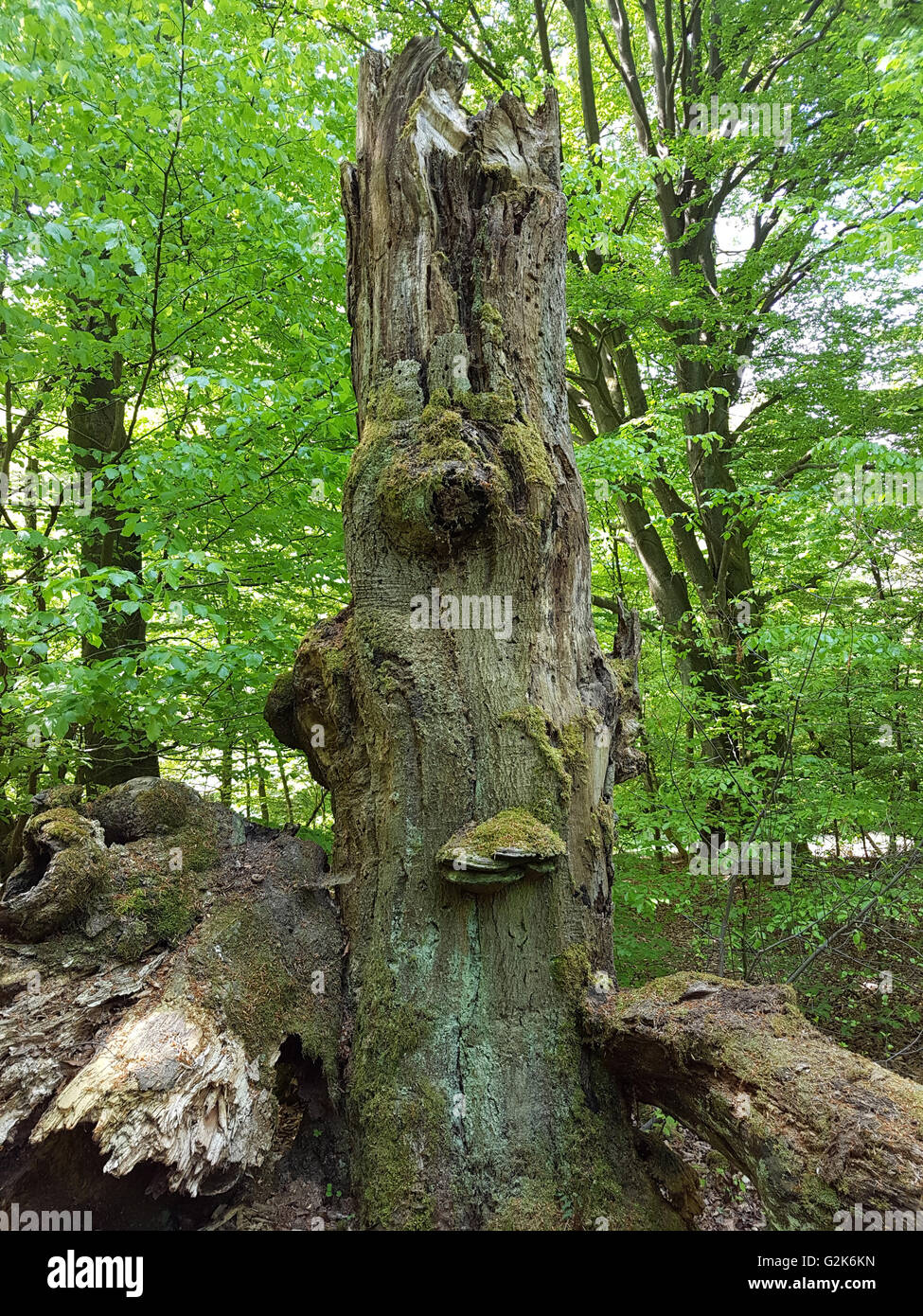 Urwaldrelikt, Sababurg, Reinhardswald Stockfoto