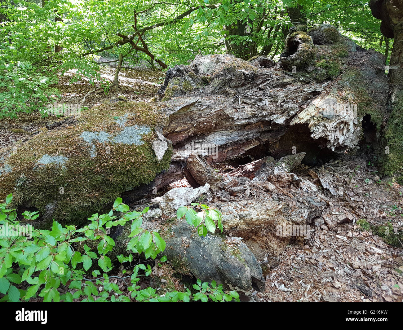 Urwaldrelikt, Sababurg, Reinhardswald Stockfoto