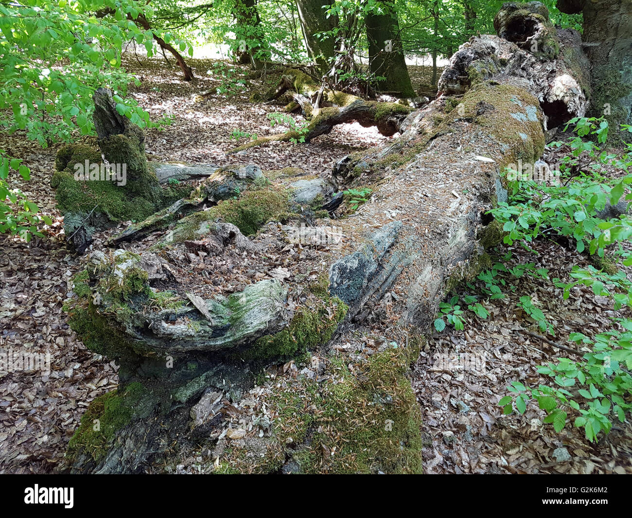 Urwaldrelikt, Sababurg, Reinhardswald Stockfoto