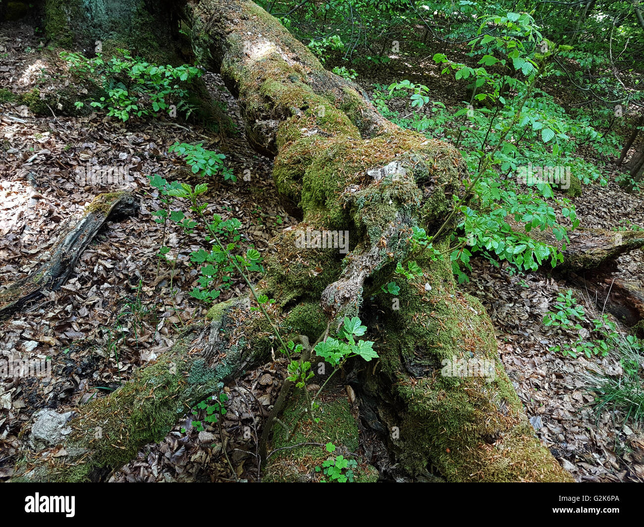 Urwaldrelikt, Sababurg, Reinhardswald Stockfoto