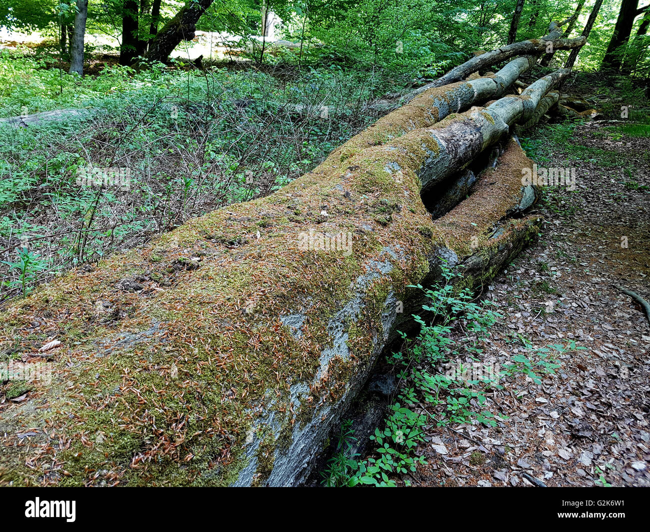 Urwaldrelikt, Sababurg, Reinhardswald Stockfoto