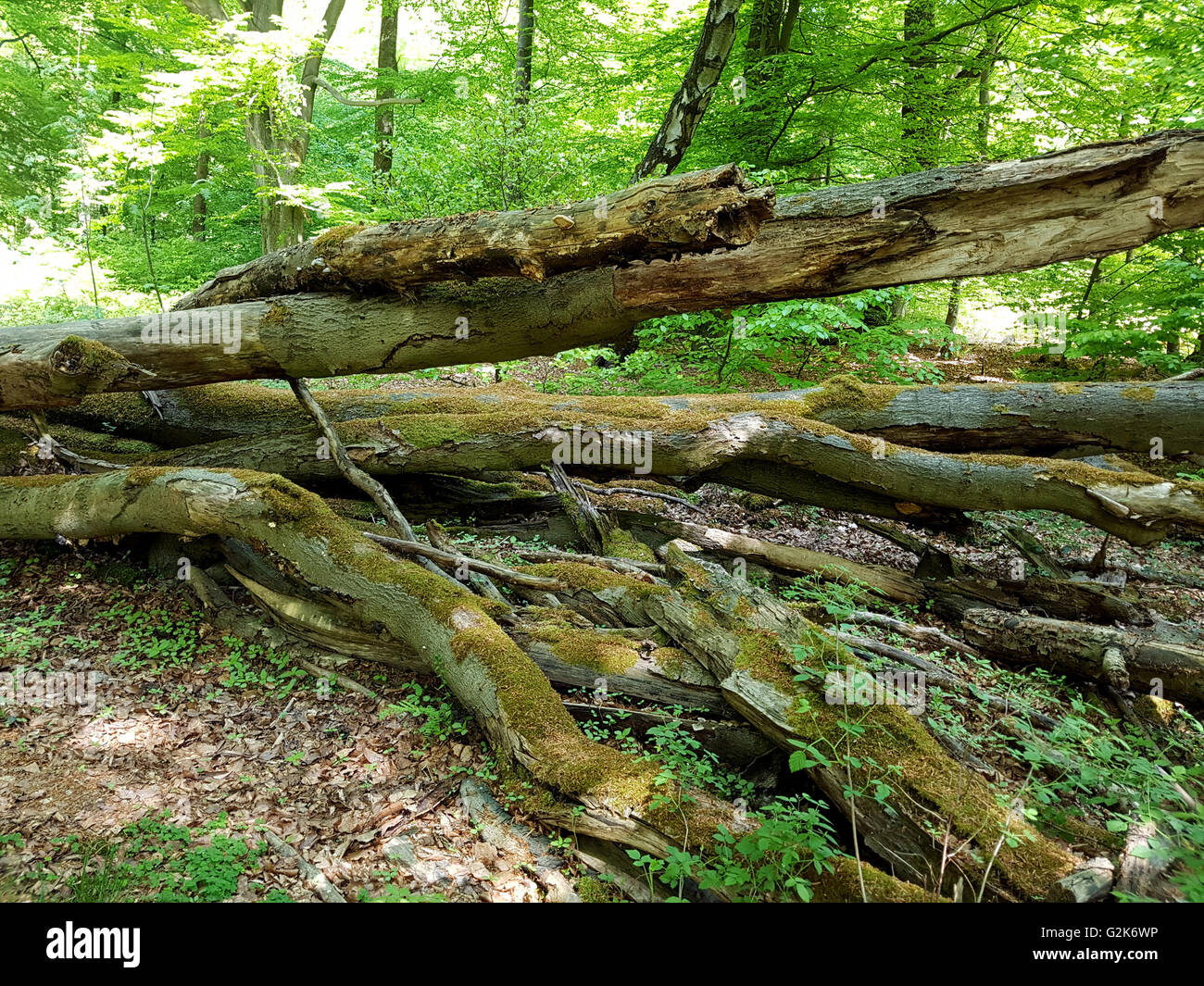 Urwaldrelikt, Sababurg, Reinhardswald Stockfoto