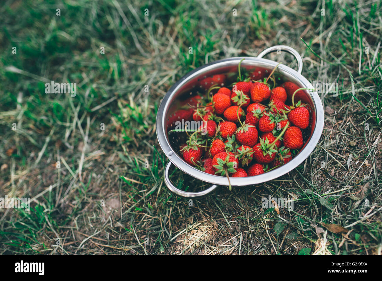 Schale mit frisch gepflückten homegrown Bio-Erdbeeren im Garten Stockfoto