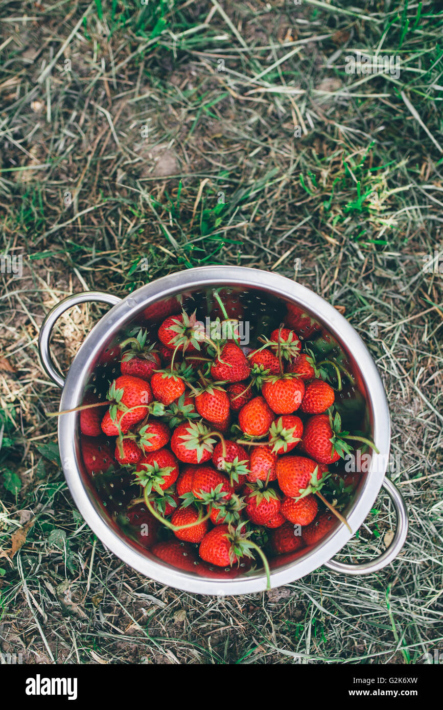 Schale mit frisch gepflückten homegrown Bio-Erdbeeren im Garten Stockfoto