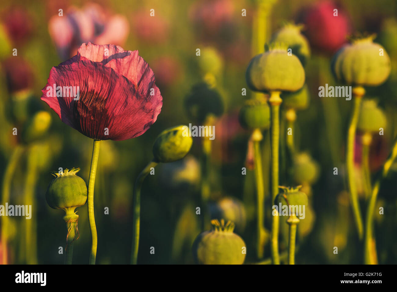 Retro-getönten Schlafmohn Blumenwiese im Sonnenuntergang, selektiven Fokus Stockfoto