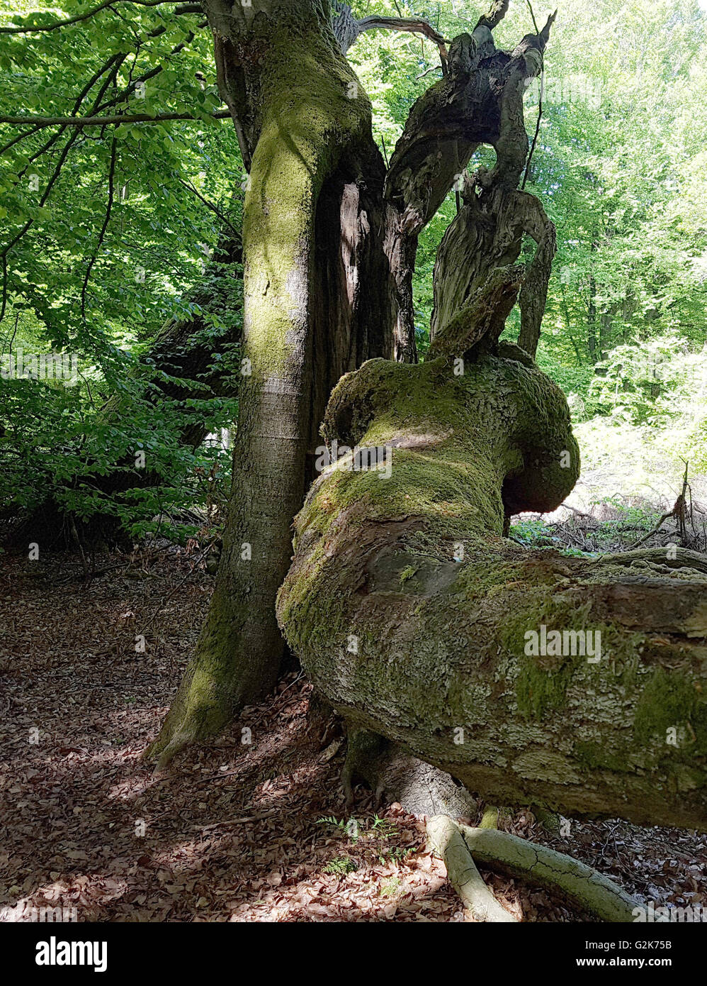 Urwaldrelikt, Sababurg, Reinhardswald Stockfoto