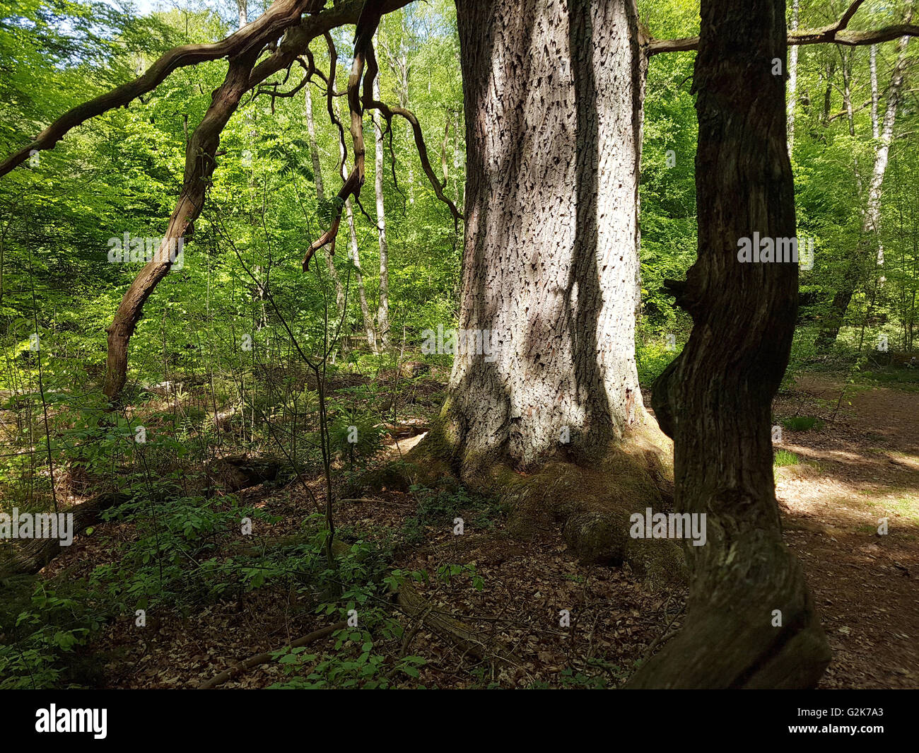 Urwaldrelikt, Sababurg, Reinhardswald Stockfoto