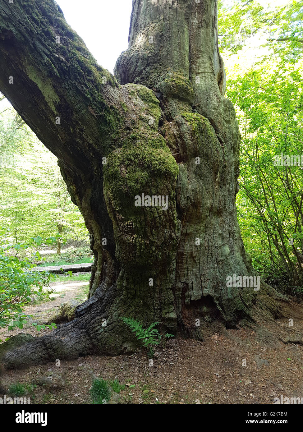 Urwaldrelikt, Sababurg, Reinhardswald Stockfoto