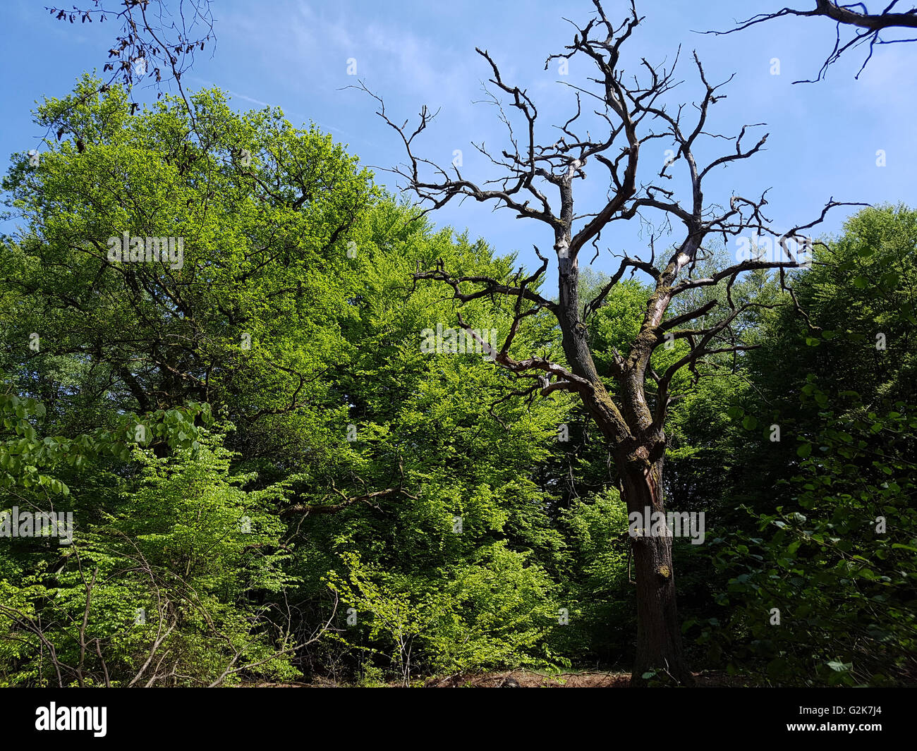 Urwaldrelikt, Sababurg, Reinhardswald Stockfoto