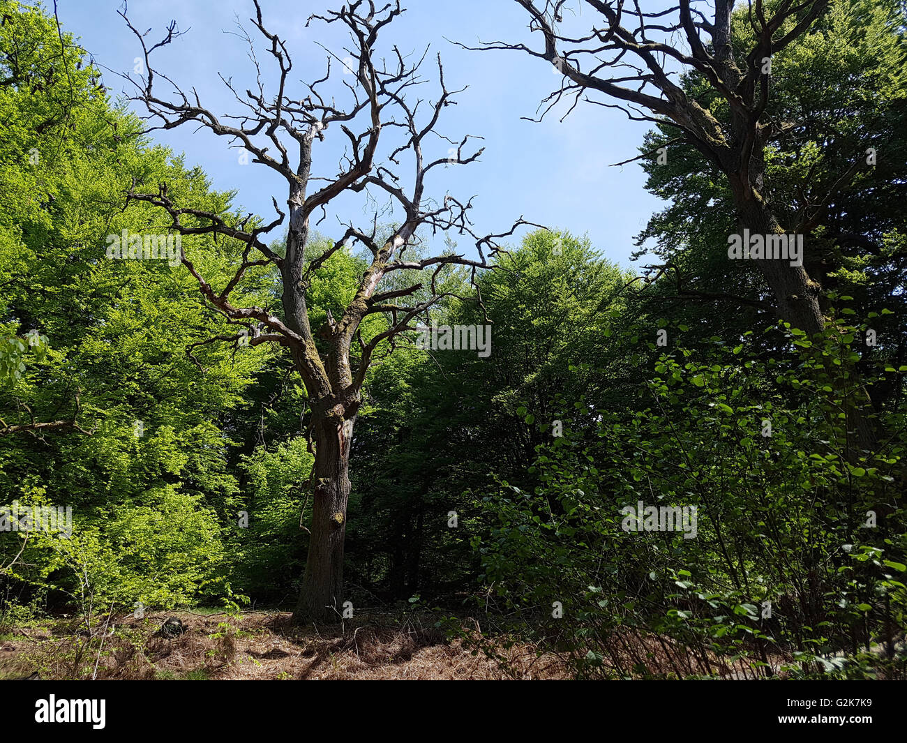 Urwaldrelikt, Sababurg, Reinhardswald Stockfoto