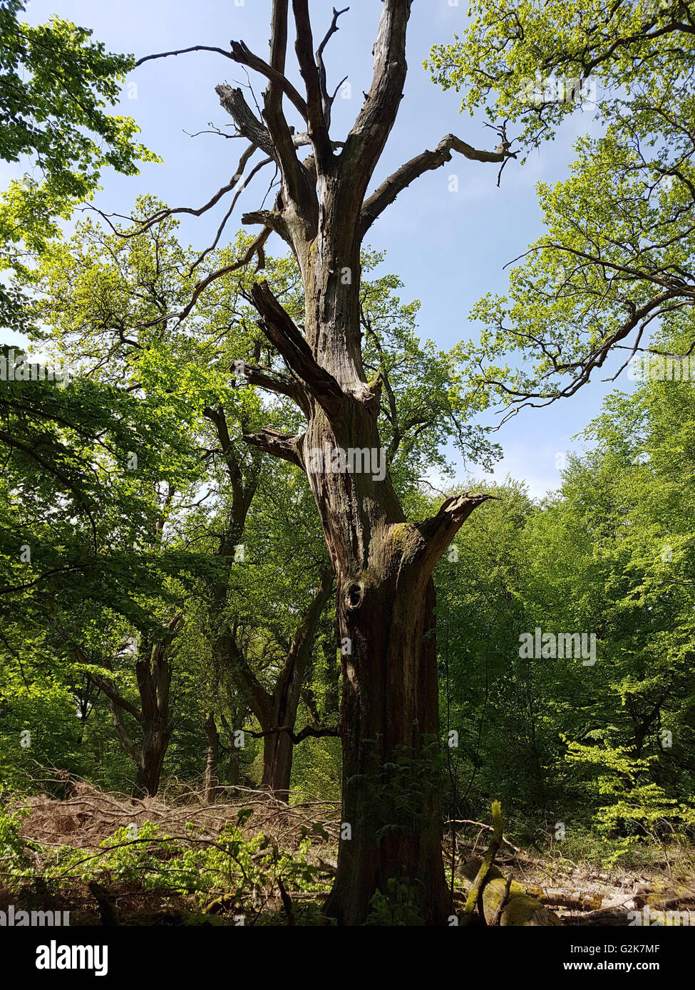 Urwaldrelikt, Sababurg, Reinhardswald Stockfoto