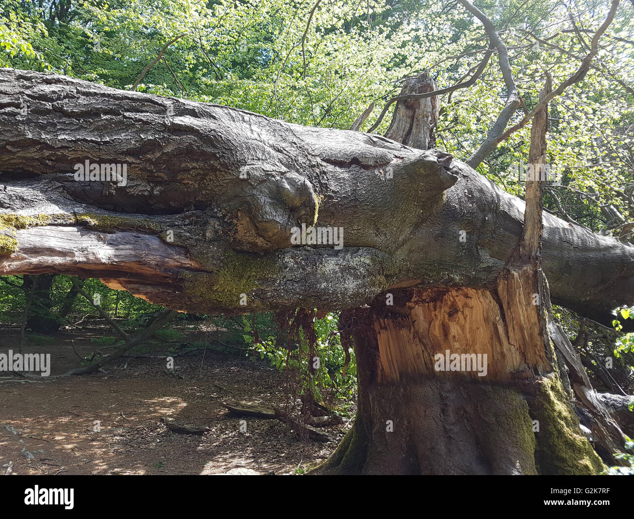 Urwaldrelikt, Sababurg, Reinhardswald Stockfoto