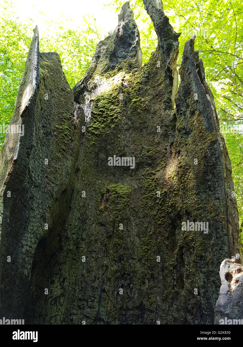 Urwaldrelikt, Sababurg, Reinhardswald Stockfoto