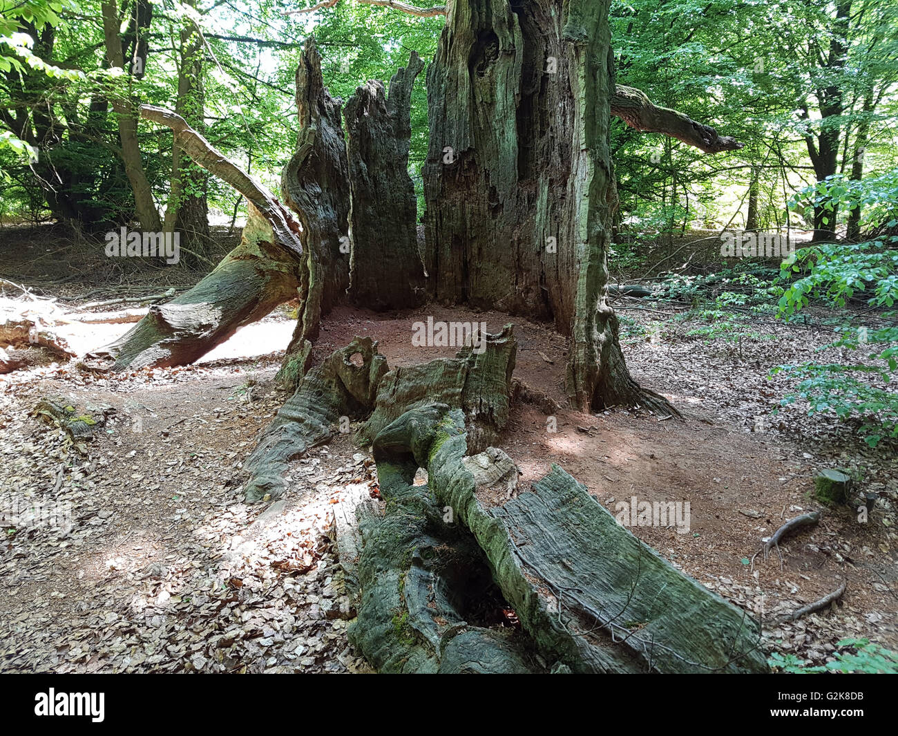 Urwaldrelikt, Sababurg, Reinhardswald Stockfoto