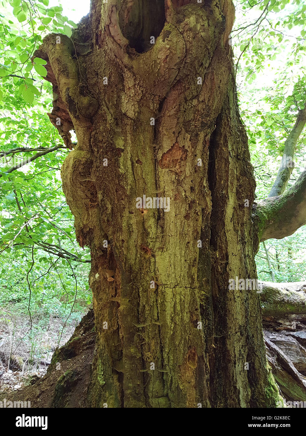 Urwaldrelikt, Sababurg, Reinhardswald Stockfoto