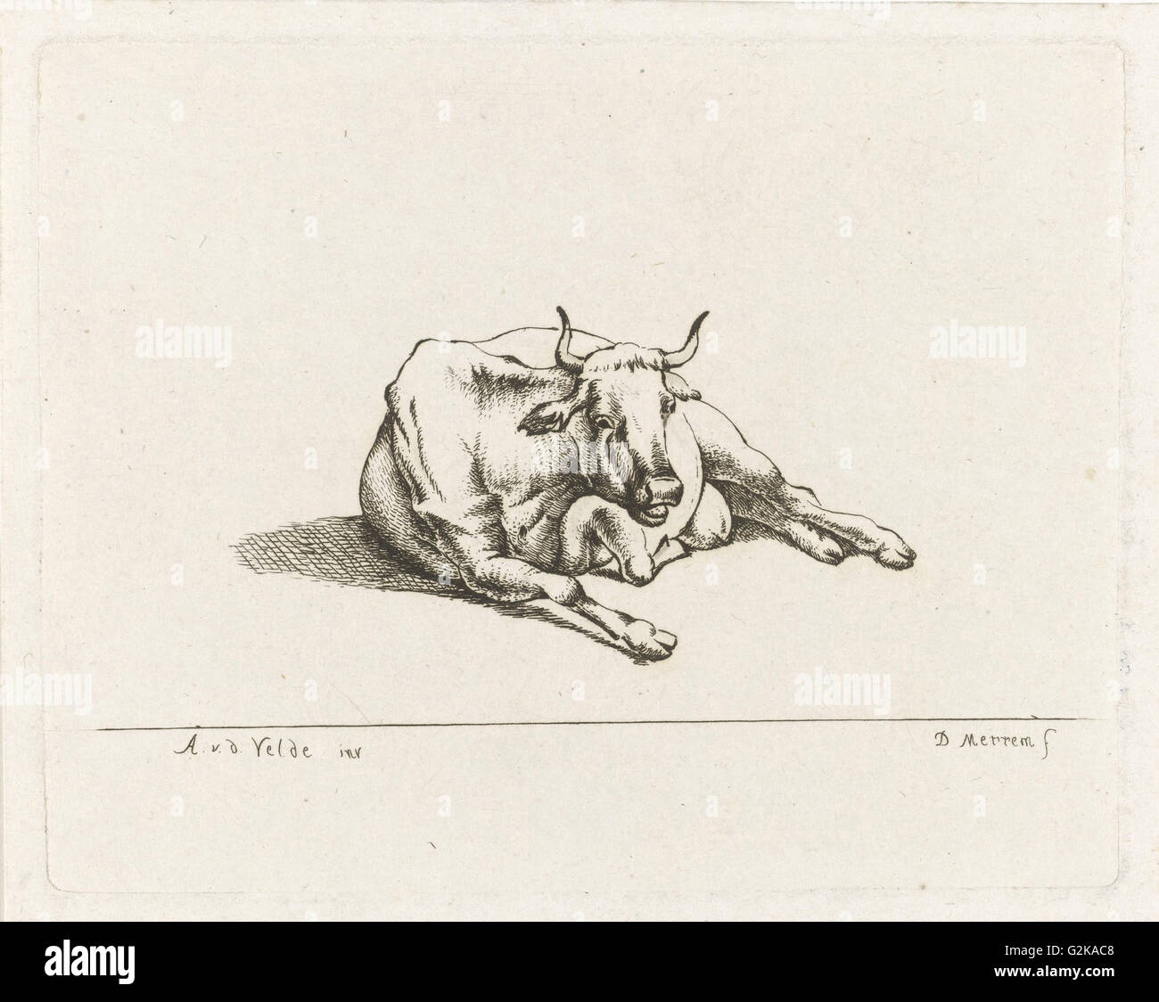 Liegende Kuh, D. Merrem, 1700-1800 Stockfoto