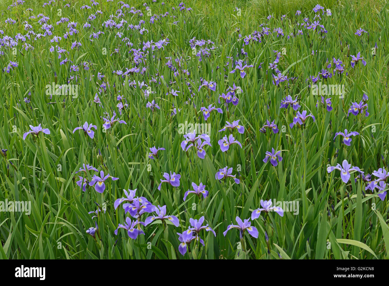Iris (Iris versicolor) in Feuchtwiese am Straßenrand Lunenberg Nova Scotia Kanada Stockfoto