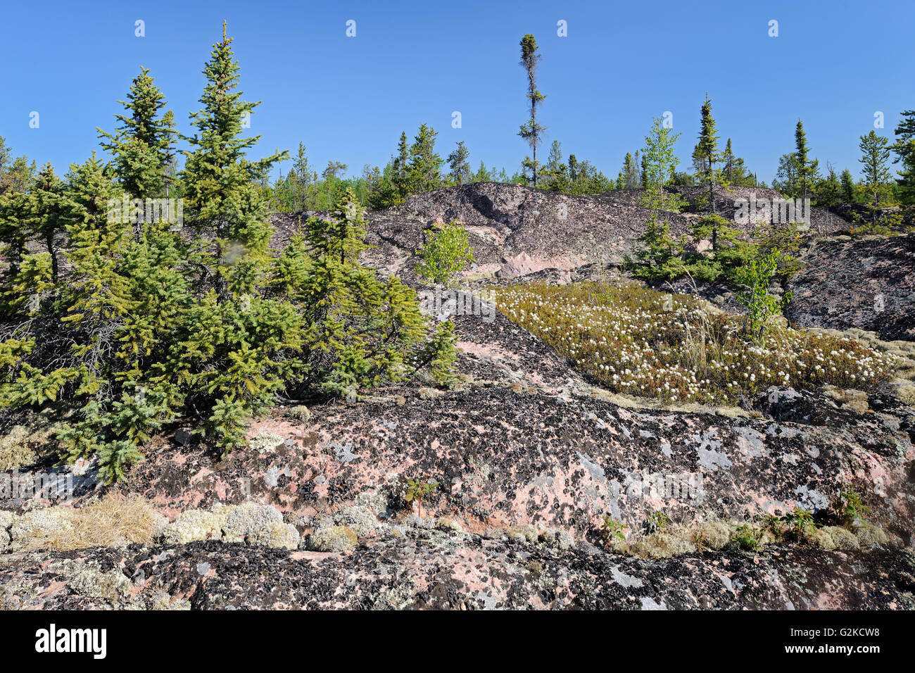 Borealen Wald und präkambrischen Schild in der Nähe von Yellowknife, Northwest Territories Kanada Stockfoto