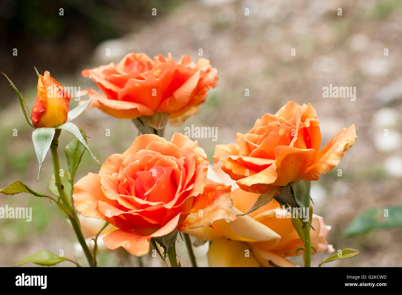 schöne rose Stockfoto