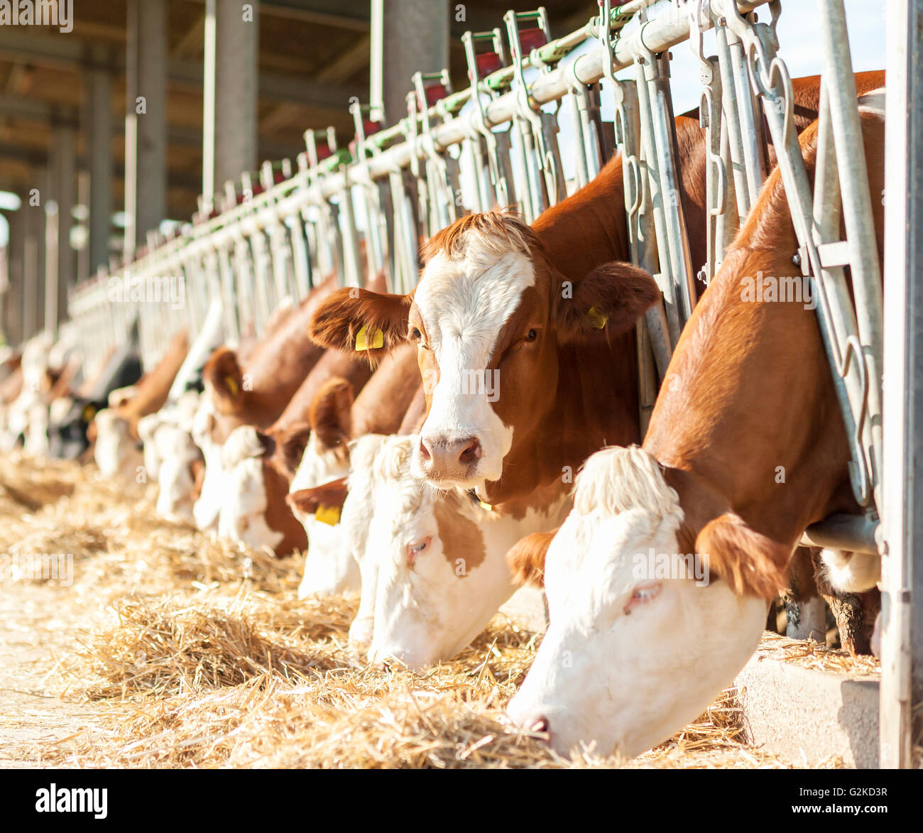 Viele Kühe essen Heu am Futtertrog. Stockfoto