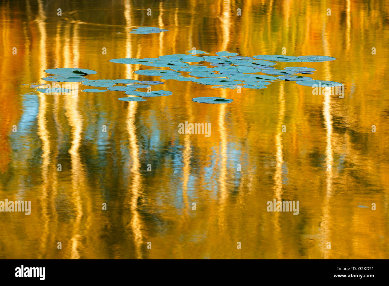 Water Lily Pads und Birken spiegelt sich in mittleren See Kenora Ontario Kanada Stockfoto