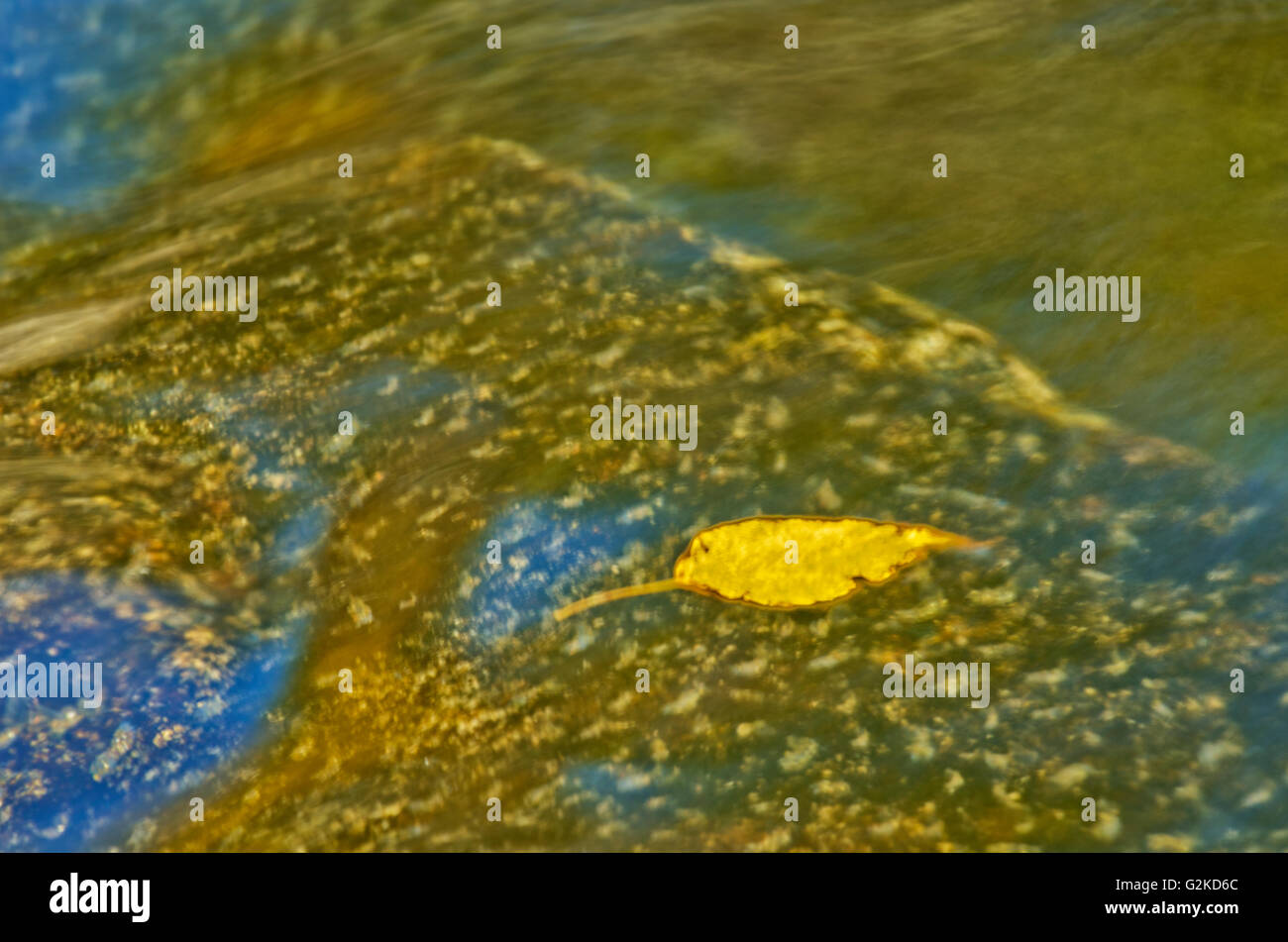 Herbst Blatt am Rand des Flusses Rushing River Provincial Park Ontario Kanada Stockfoto