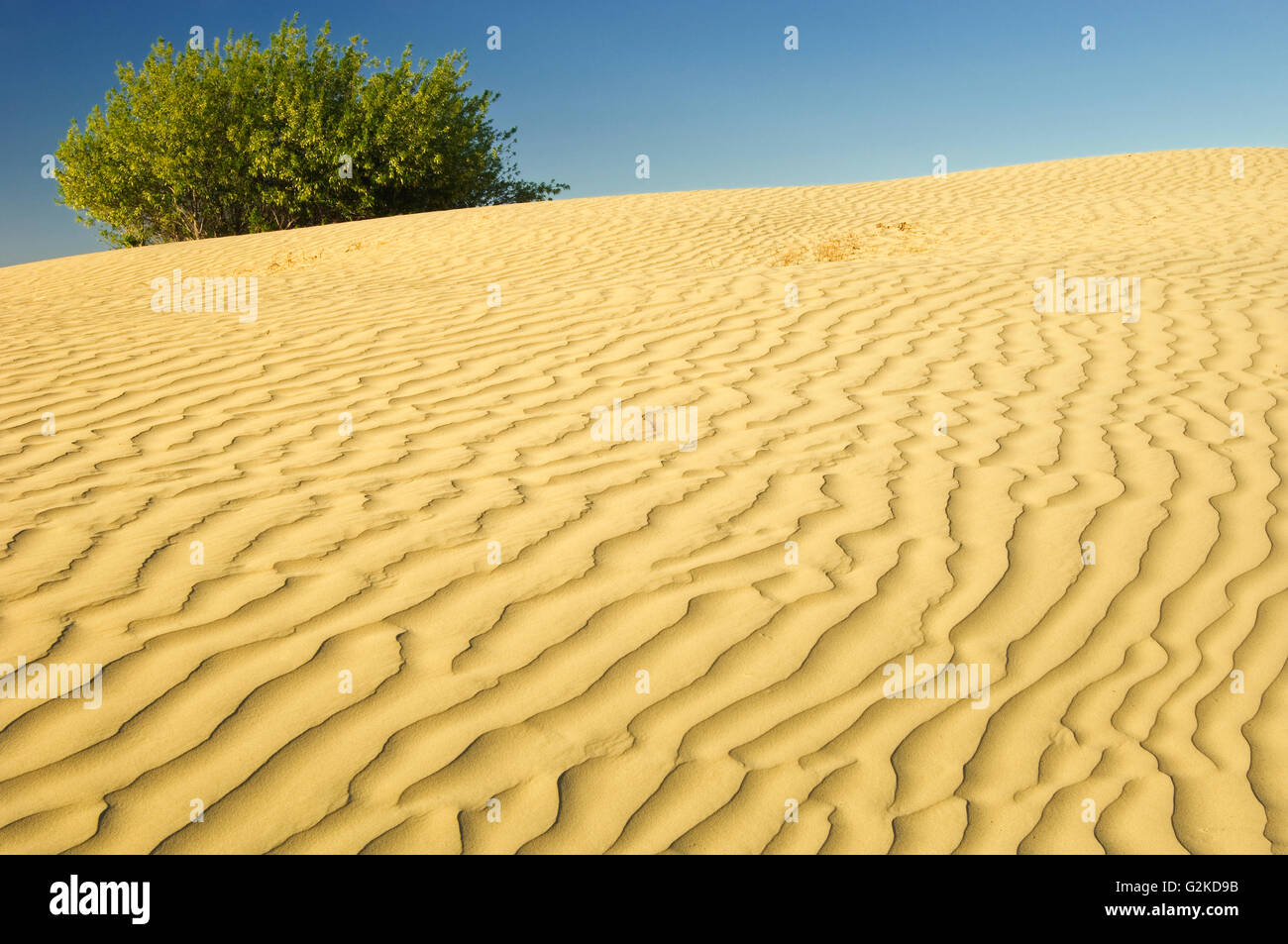 Wellen, Dünen und Great Sand Hills Saskatchewan Kanada Weide (Salix Sp.) Stockfoto