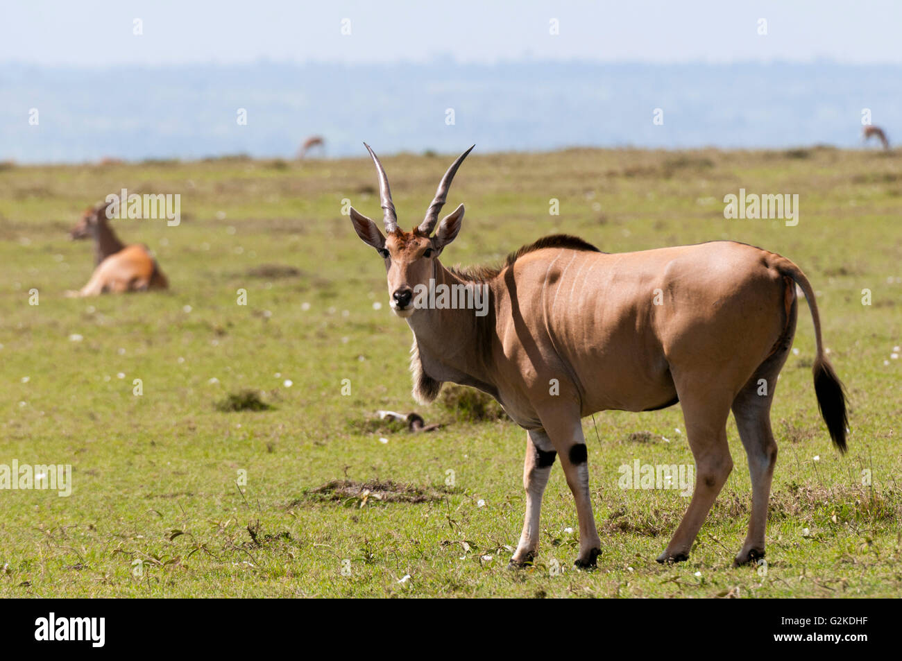 Eland (Tauro Oryx), Masai Mara, Provinz Rift Valley, Kenia Stockfoto