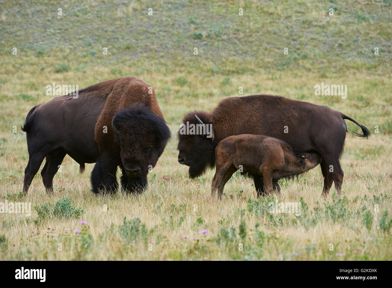 Buffalo Bison Bison, Stier, Kuh Kalb Fütterung, Waterton Lakes National Park, Alberta, Kanada Stockfoto