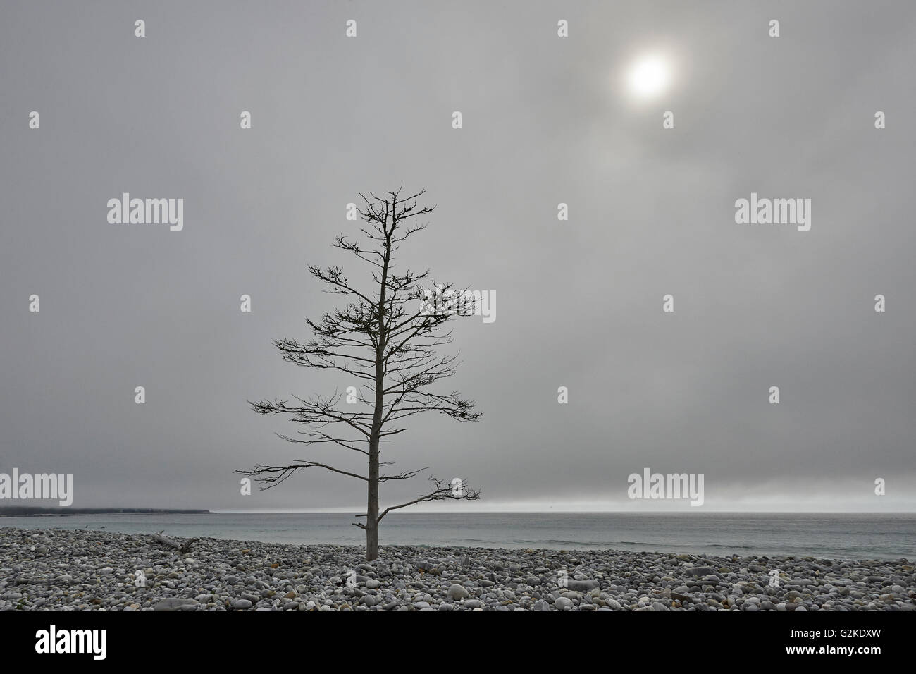 Einsamer Baum an einem steinigen Strand, Weißpunkt, Nova Scotia, Kanada Stockfoto