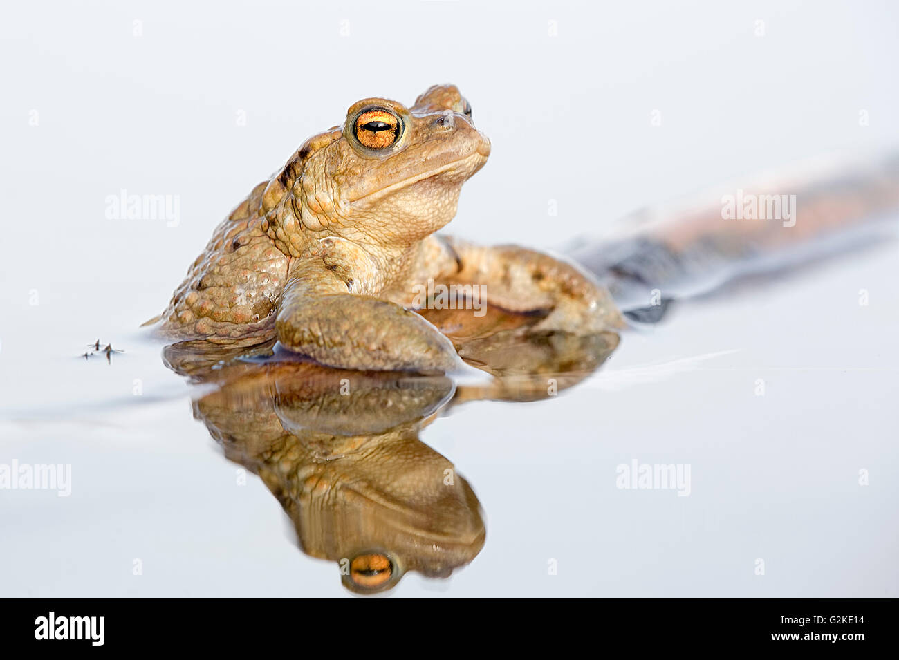 Gemeinsamen Kröte (Bufo Bufo) in Wasser mit Reflexion, mittlere Elbe-Biosphärenreservat, Sachsen-Anhalt, Deutschland Stockfoto