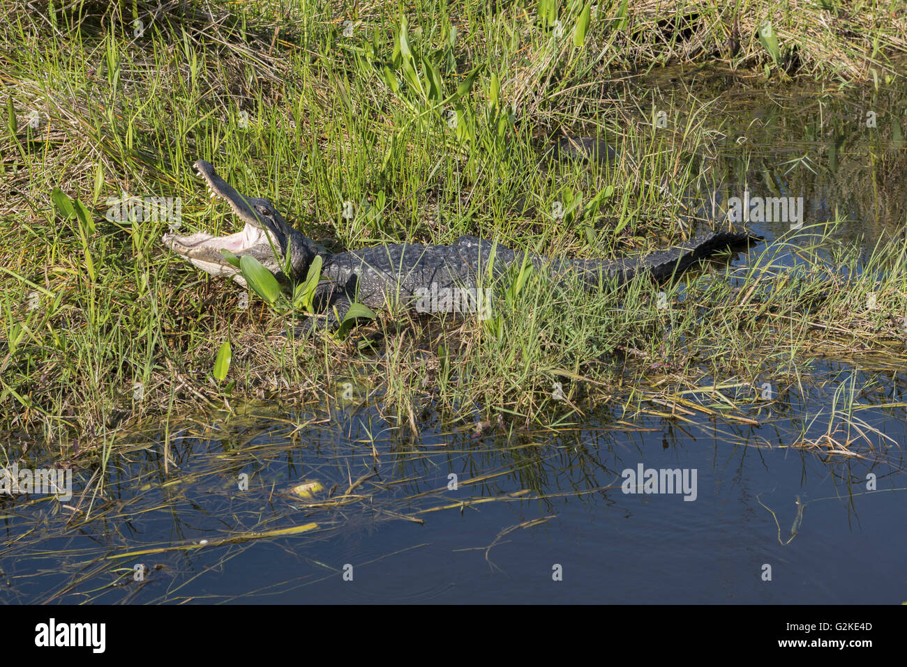 Amerikanischer Alligator (Alligator Mississippiensis) mit offenem Mund, Everglades-Nationalpark, Florida, Vereinigte Staaten von Amerika Stockfoto
