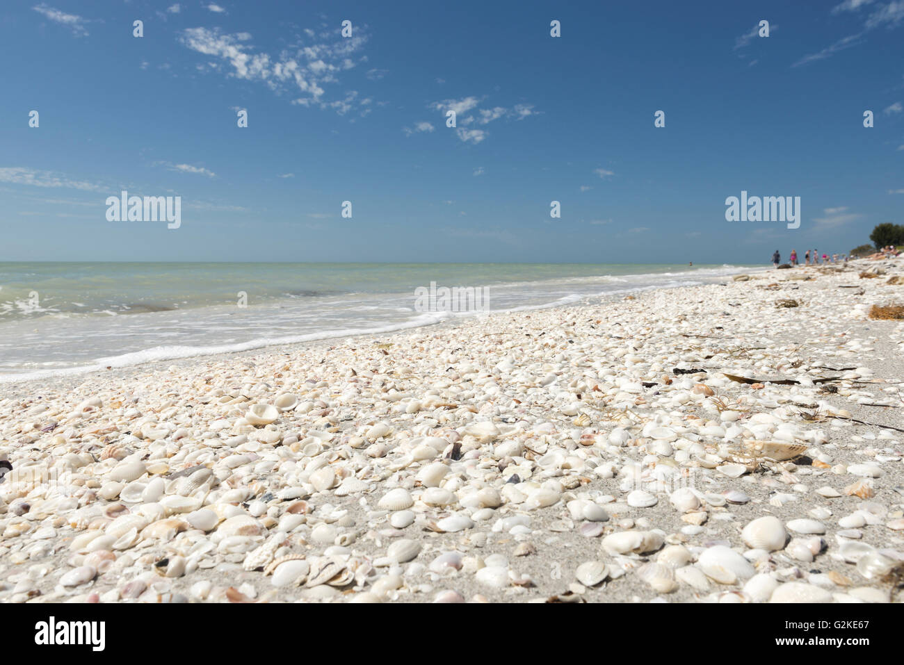 Muscheln auf der Beach, Sanibel Island, Lee County, Florida, Vereinigte Staaten Stockfoto