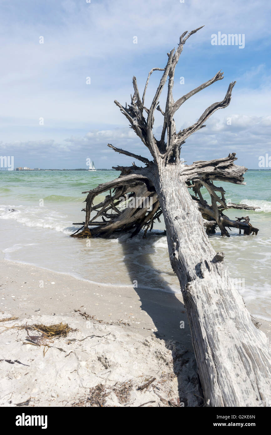 Gestrandete Baum auf der Beach, Sanibel Island, Lee County, Florida, Vereinigte Staaten Stockfoto