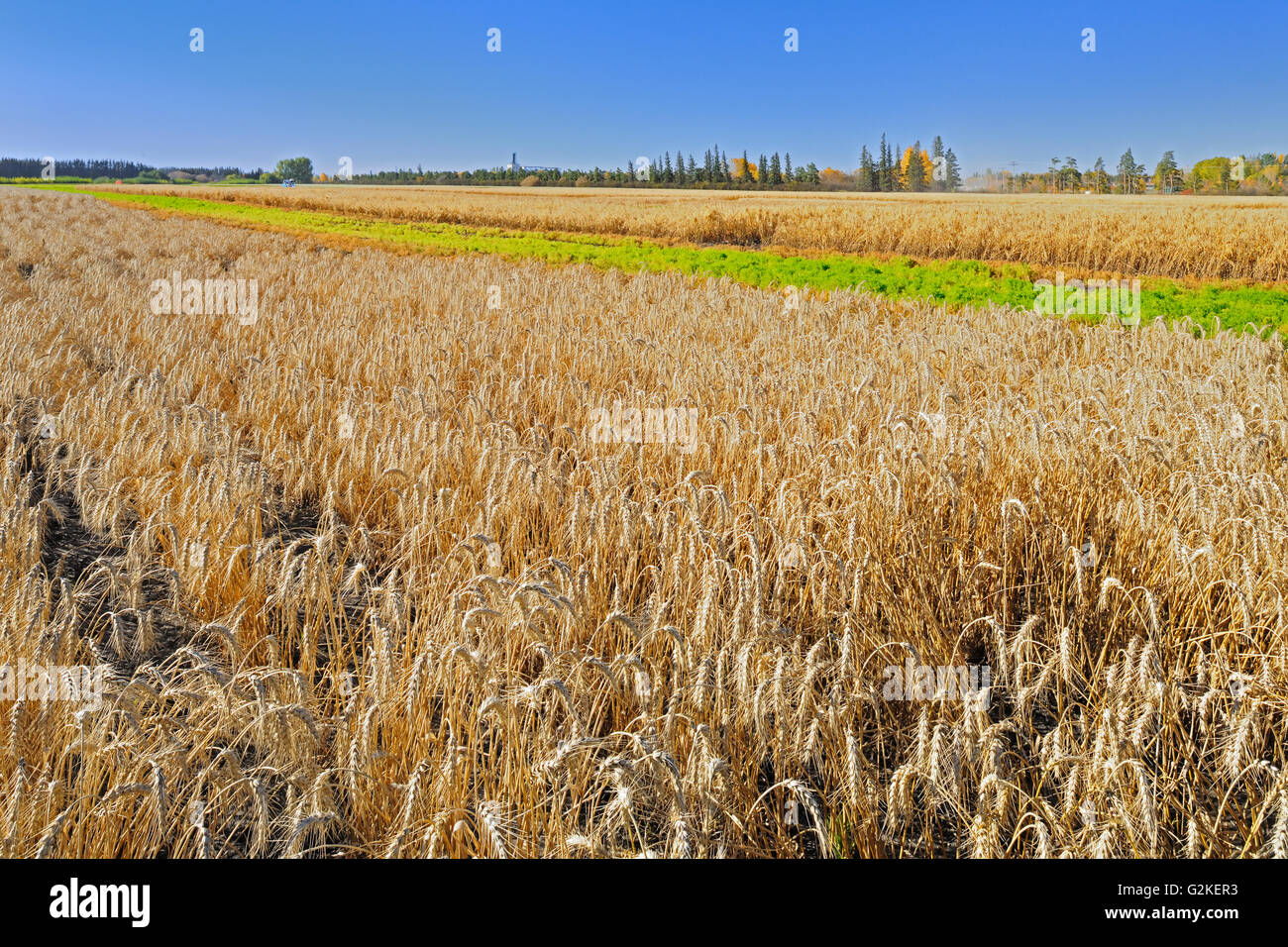 Frühling weiße Weizen. Field Trial Grundstücke. Landwirtschaft Canada Research Station Indian Head Saskatchewan Kanada Stockfoto