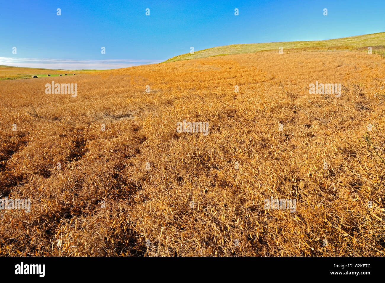 Ernte von gelben Erbsen Webb Saskatchewan Kanada Stockfotografie - Alamy