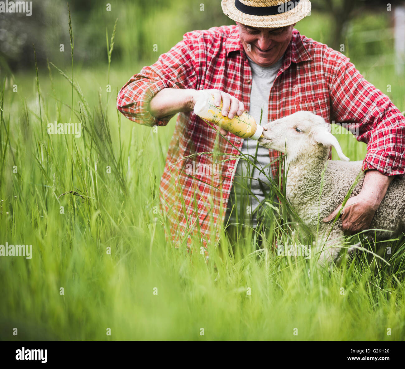 Schäfer, Lamm mit Milchflasche füttern Stockfoto