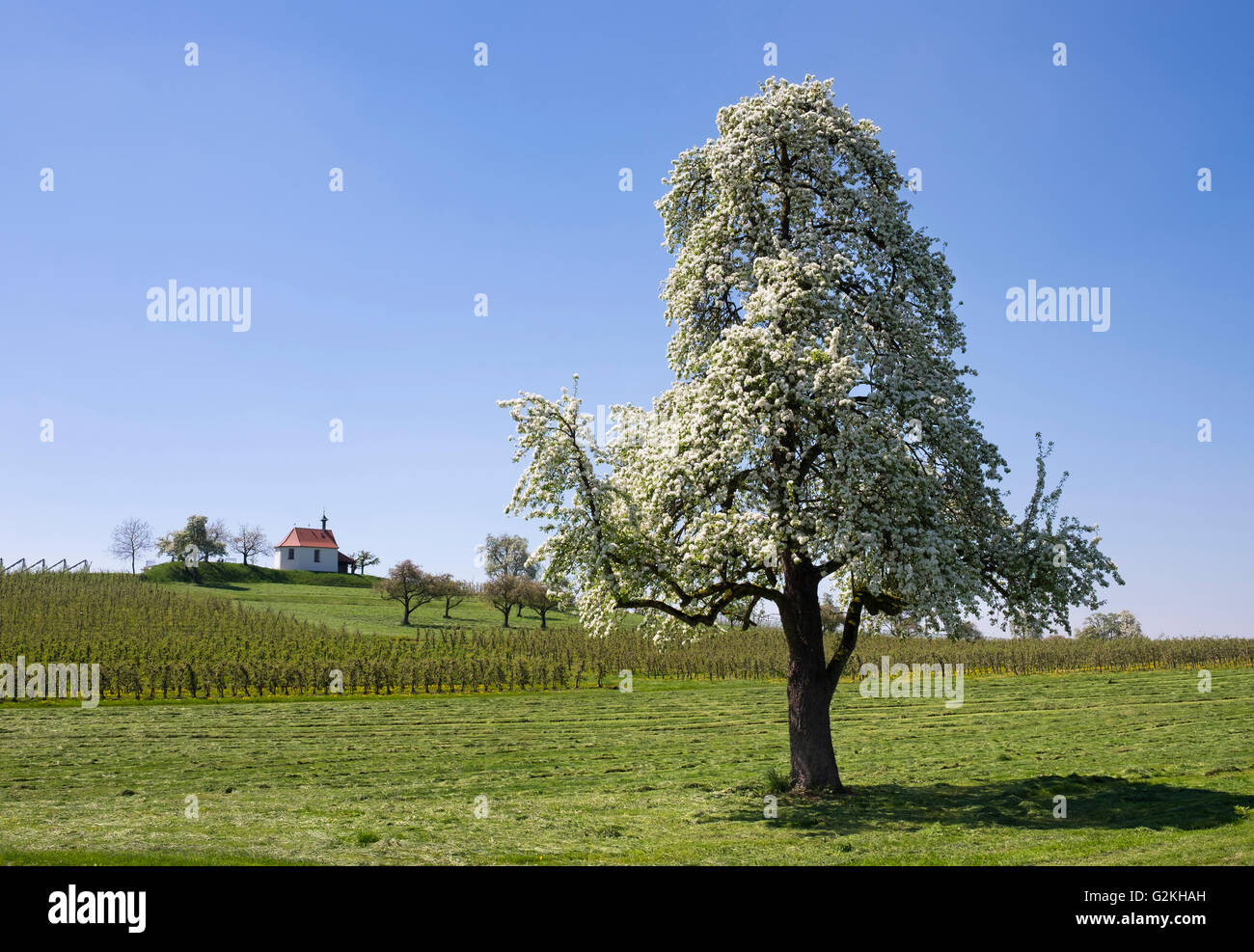 Deutschland, Bayern, Wasserburg, Kapelle St. Antonius in Selmnau blühender Birnbaum Stockfoto