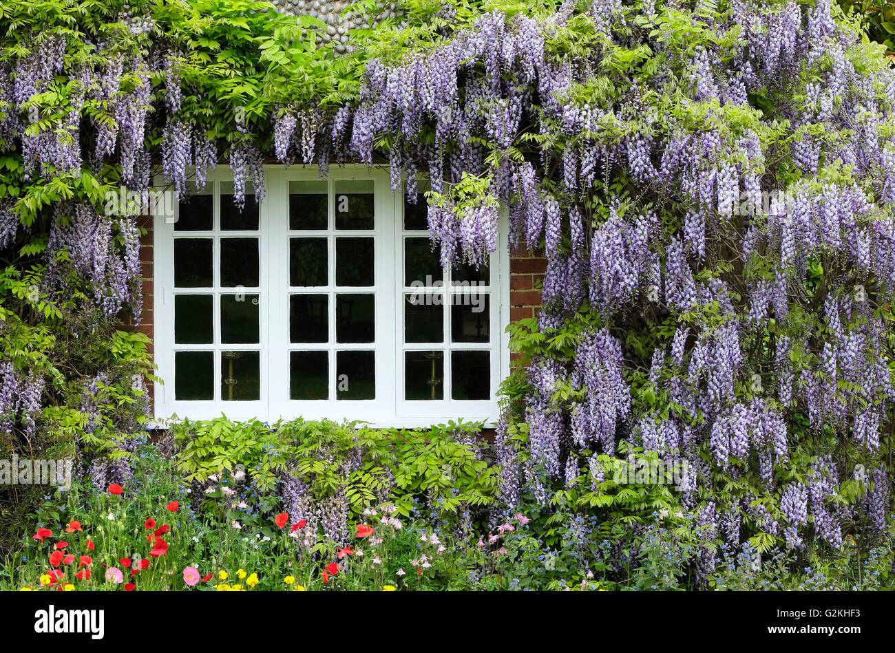 Blauregen wchst auf Mauer der alten Englisch Cottage, Norfolk, England  Stockfotografie - Alamy