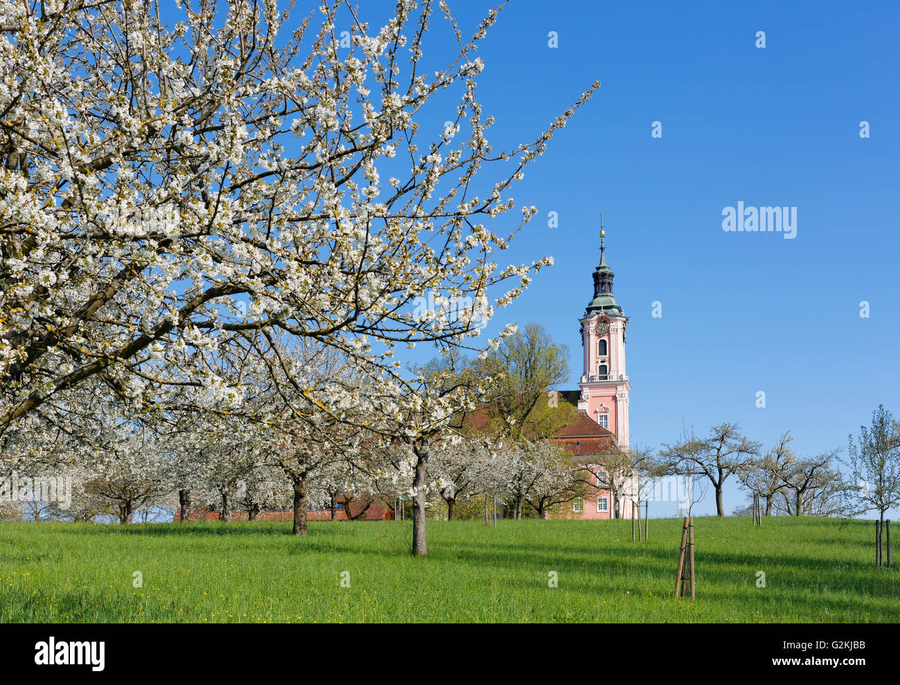 Deutschland, Birnau, Birnau Basilika, blühende Kirschbäume Baum im Vordergrund Stockfoto