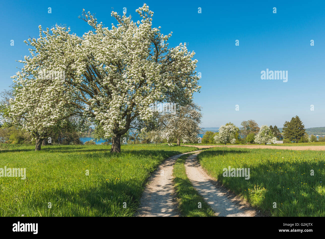 Deutschland, Constance District, blühenden Obstbaum Stockfoto