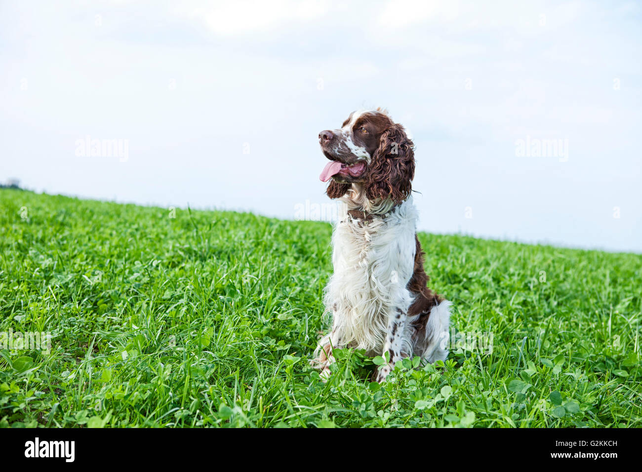 English Springer Spaniel sitzt auf einer Wiese Stockfoto