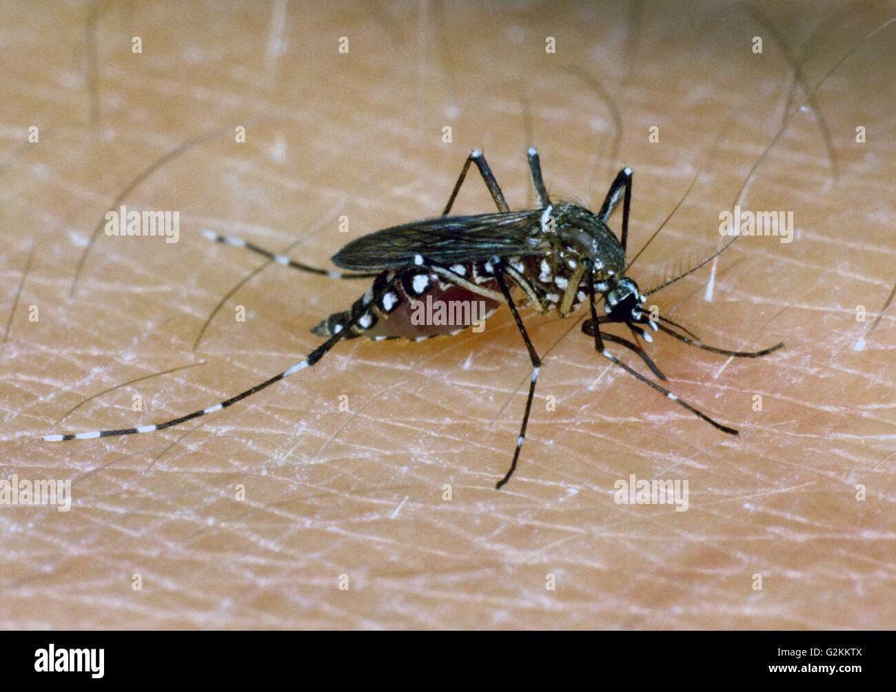 Ägyptischen Moskitos (Aedes Aegypti) ernähren sich von Blut aus Menschenhand Stockfoto