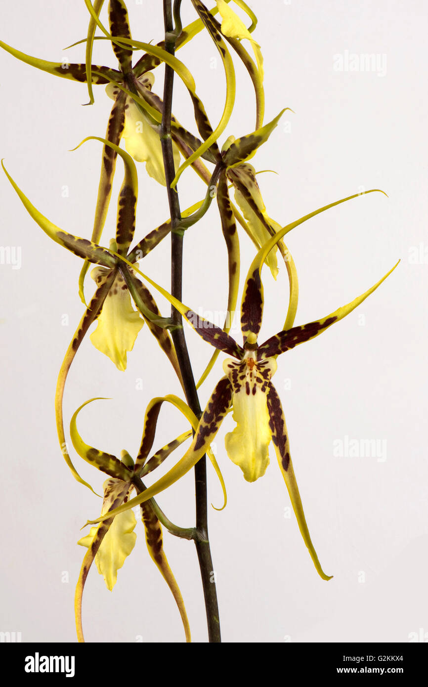 Blumen von einer Spinne Typ Orchidee Brassidium "Shooting Star", Topf gewachsen Zimmerpflanze Stockfoto