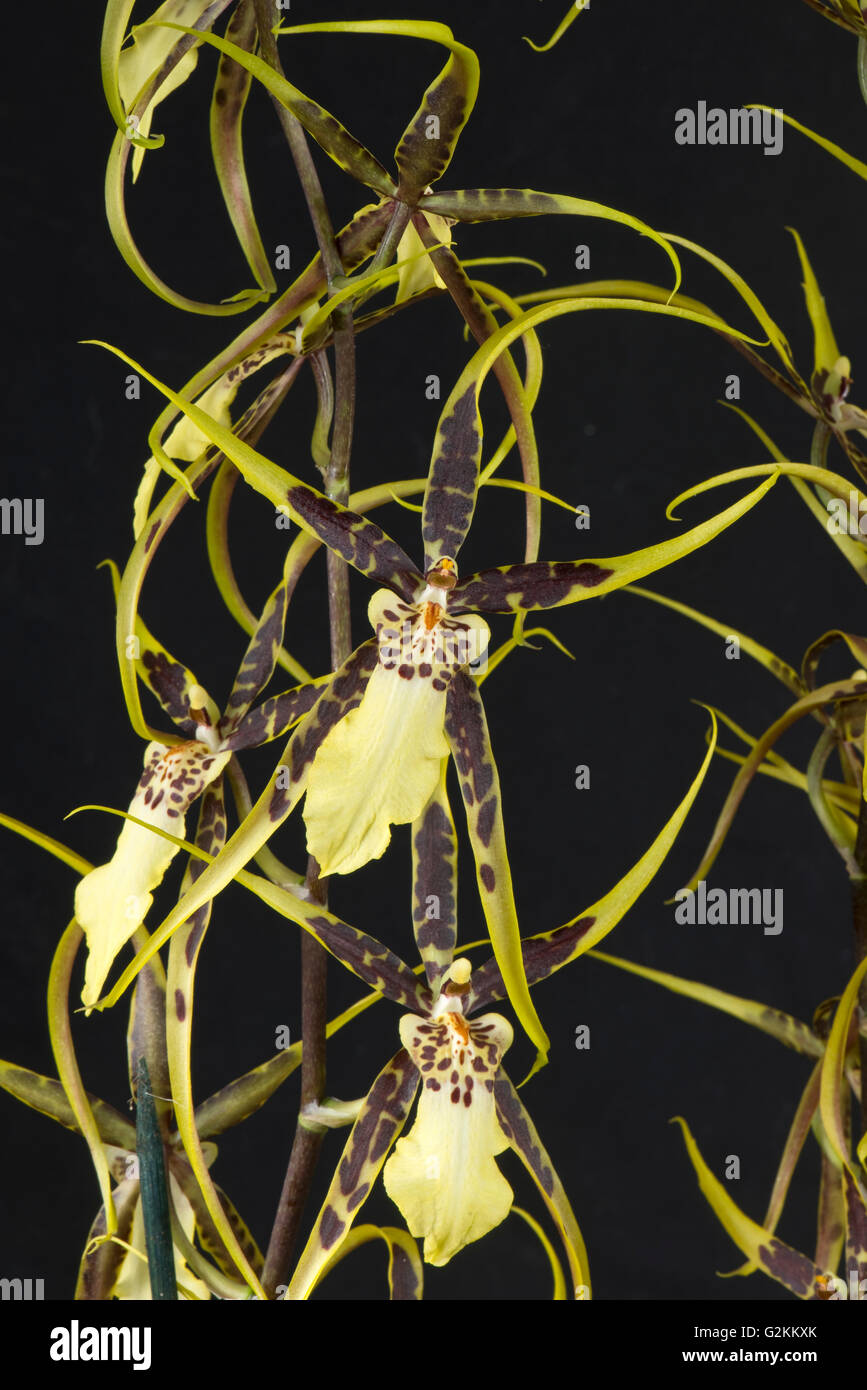 Blumen von einer Spinne Typ Orchidee Brassidium "Shooting Star", Topf gewachsen Zimmerpflanze Stockfoto